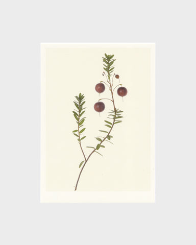 matthijs heins postcard cranberries 