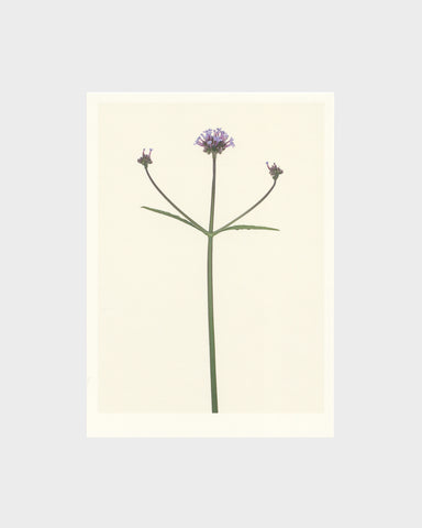 matthijs heins postcard vervain flowers