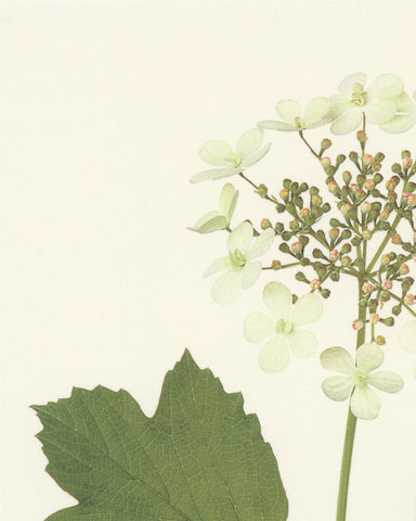 matthijs heins postcard viburnum flowers