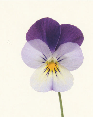 matthijs heins postcard pansy flowers