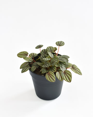 Peperomia Albovittata 