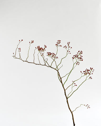 rose hips branch