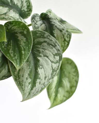 scindapsus pictus silvery ann 4" plant